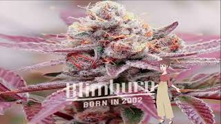 Glookies - Blimburn Seeds