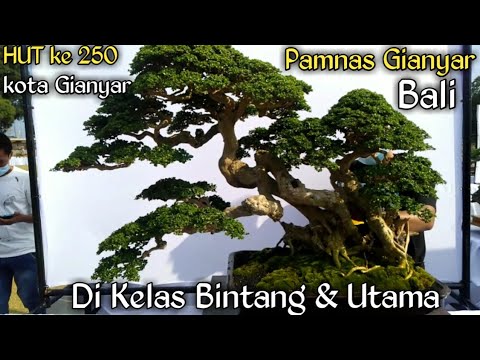 Inspirasi Bonsai || Kelas Bintang Dan Utama Di Pamnas  Gianyar 2021