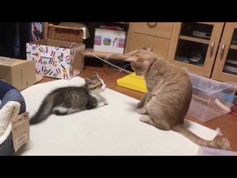 ケンカするひのきと子猫　　The cat got into a fight with a kitten