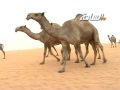 منقية سالم ناصر القريني 