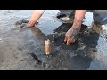 FORAGING food on a REMOTE Beach *SNAILS & RAZORS* Clams Catch Clean Cook