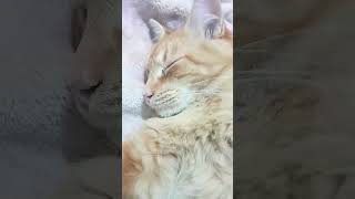 mandáselo a tu amigo que lo necesita (créditos a vikingo fue su idea) #comedy #cat #gatos