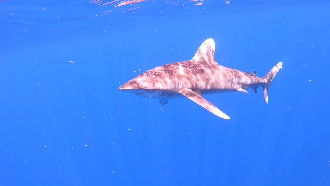 San Andrés Island FREEDIVING Oceanic Silvertip Shark - YouTube