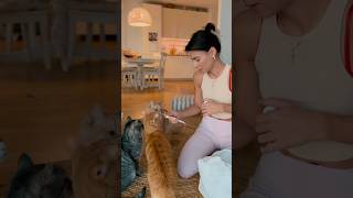 Процедуры гигиены и красоты с котиками
