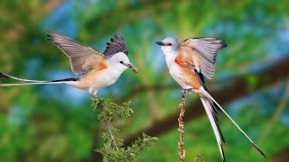 Natural Bird Sounds - Bird Sound Relaxes, Wonderful Collection of Birds, Stress Relief, Sleep well by Gsus4 Officical 1,250 views 3 weeks ago 10 hours, 2 minutes