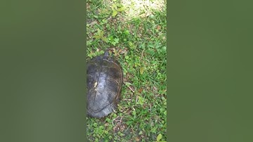 Killer turtle  attacks