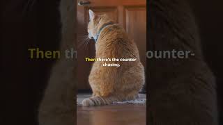 Meet Mr. Whiskers, Your New And Unique Fitness Motivator