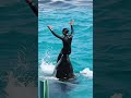 とてもエレガントなシャチパフォーマンス #Shorts #鴨川シーワールド #シショーャチ #kamogawaseaworld #orca #killerwhale