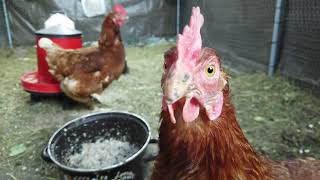 Slepice Snáší V Zimě Jako V Létě