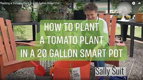 Kolik rajčat mohu zasadit do dvacetilitrové nádoby?