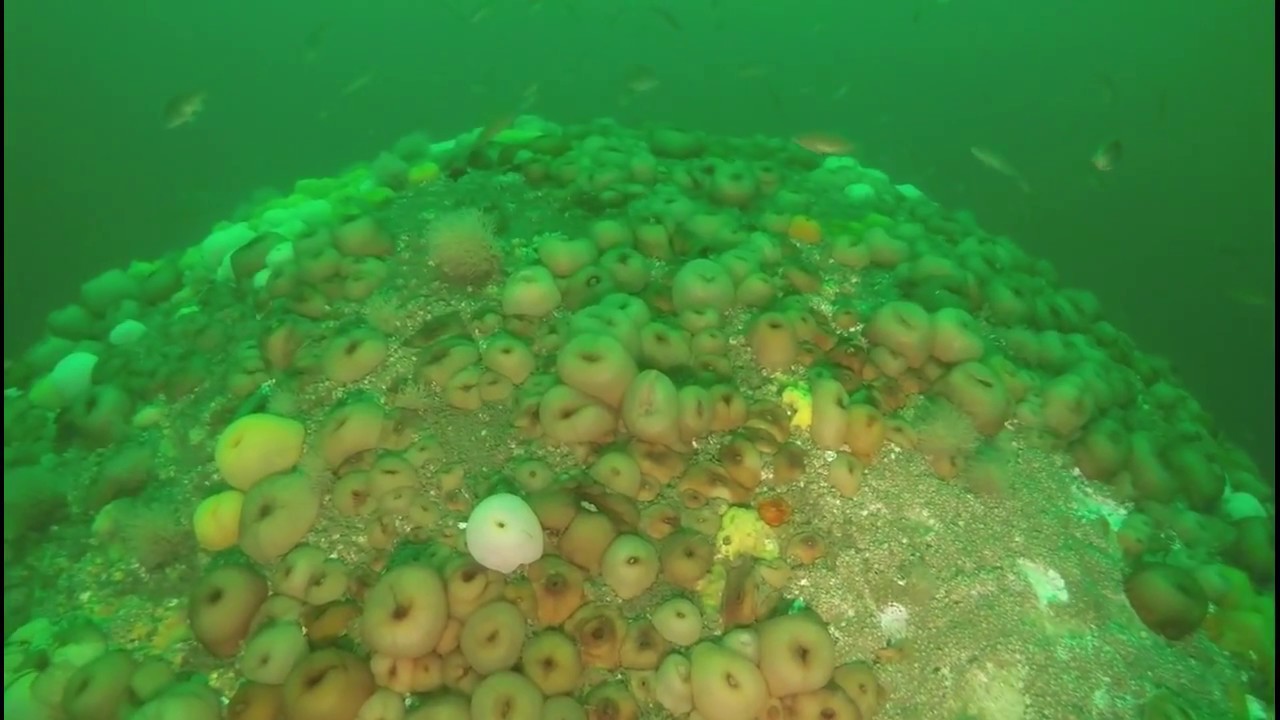 Underwater "Flyover" at MWRA's Outfall (2018)