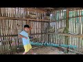 FREE RANGE CHICKEN FARMING (episode 2 - Native Chicken)