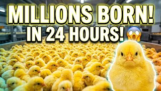 Inside the Mega-Factory Hatching 1,000,000 Chicks a Day