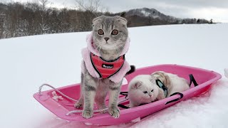 Sleds and cats ...