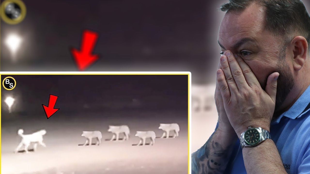 Реакция БРИТАНЦЕВ на заснятые на камеру моменты нападения самой сильной породы собак! | Кангал пр...