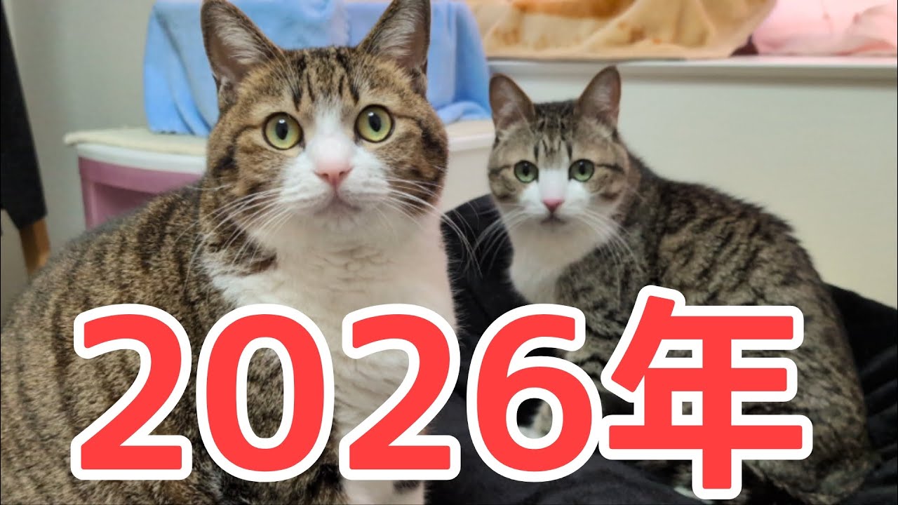 [行って帰る君]　ペットドア ペット スルー新年キャンペーン中 2026年】新年のご挨拶！ vol.1489 - YouTube