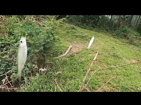 Video lure cá mương thật dễ dàng với mồi này ( phần 1 ) - youtube