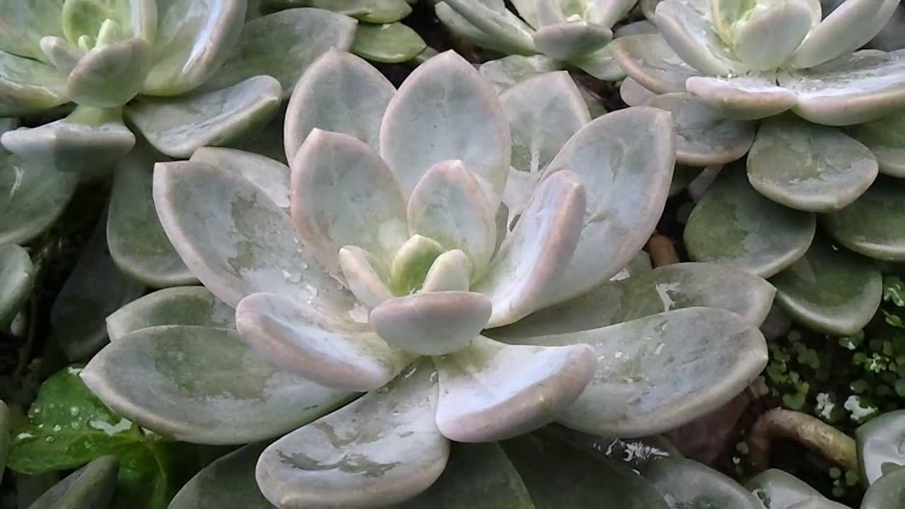 我家後院的石蓮花 Youtube