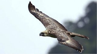 The Philippine Eagle flying
