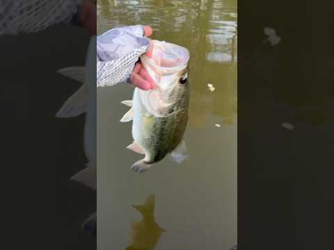 First Tournament Bass