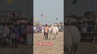 S.N. R bulls