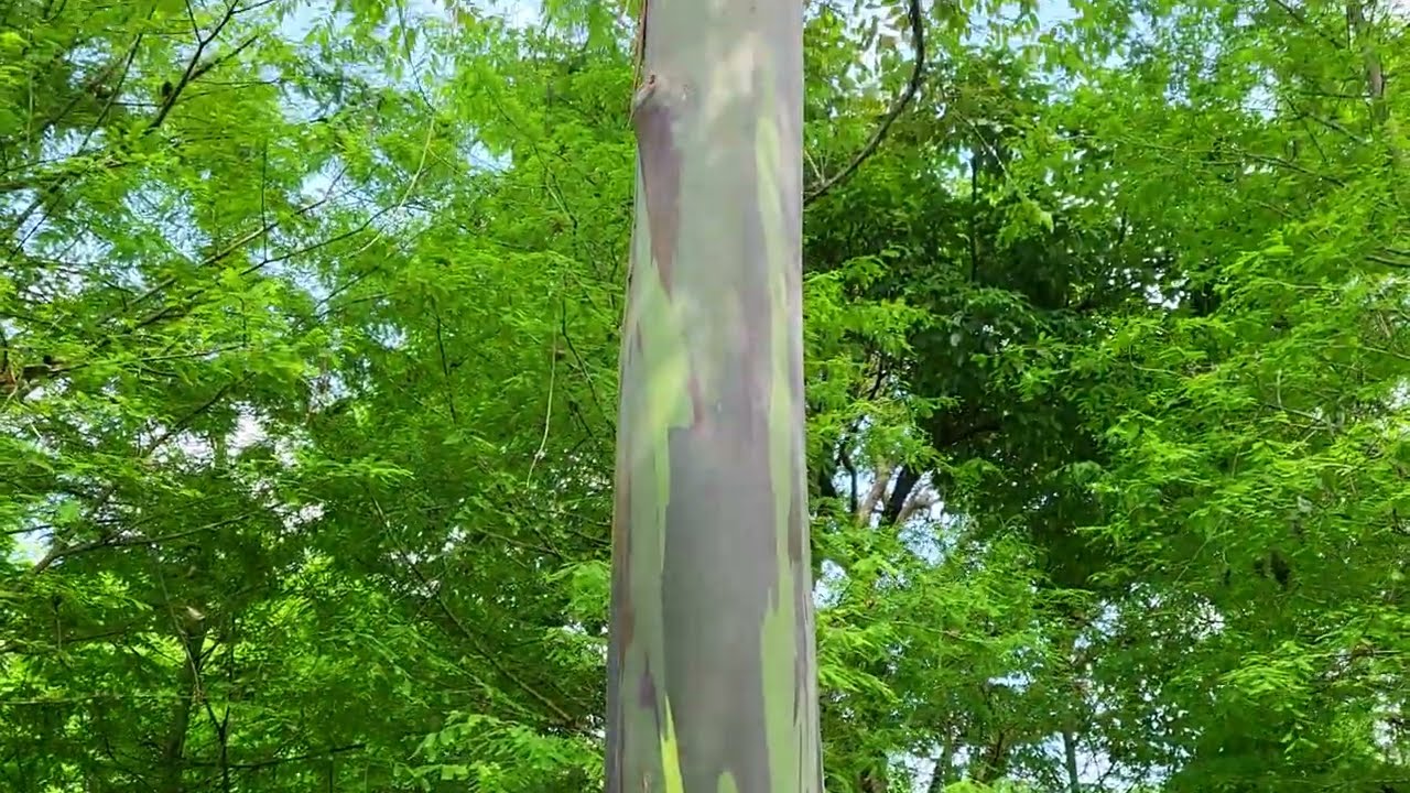 【森林系】虫合？ 彩虹桉會打呼？！