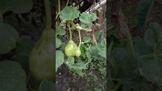 4 May 2026 सीधी बात नो बकबक  bottle gourd # farming 🧺#youtube # shorts #video
