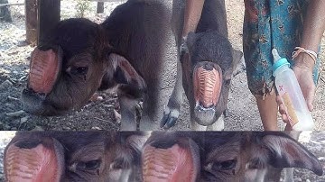 xov xwm tshwm sim ib tug me nyuam twm txawv heev nyob nplog teb 3/3/2019