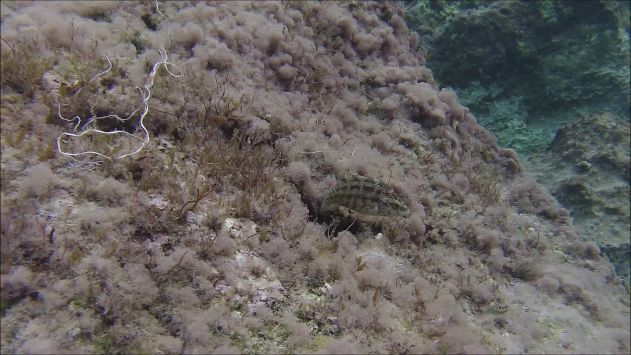 Five Spotted Wrasse - Sea Stuff - www.seastuff.com