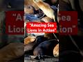 "Ocean Acrobats: Amazing Sea Lions in Action" #SeaLions #MarineAnimals #OceanLife