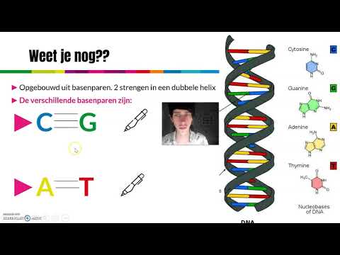 Video: Hoeveel basen lang is het DNA van een enkele cel?