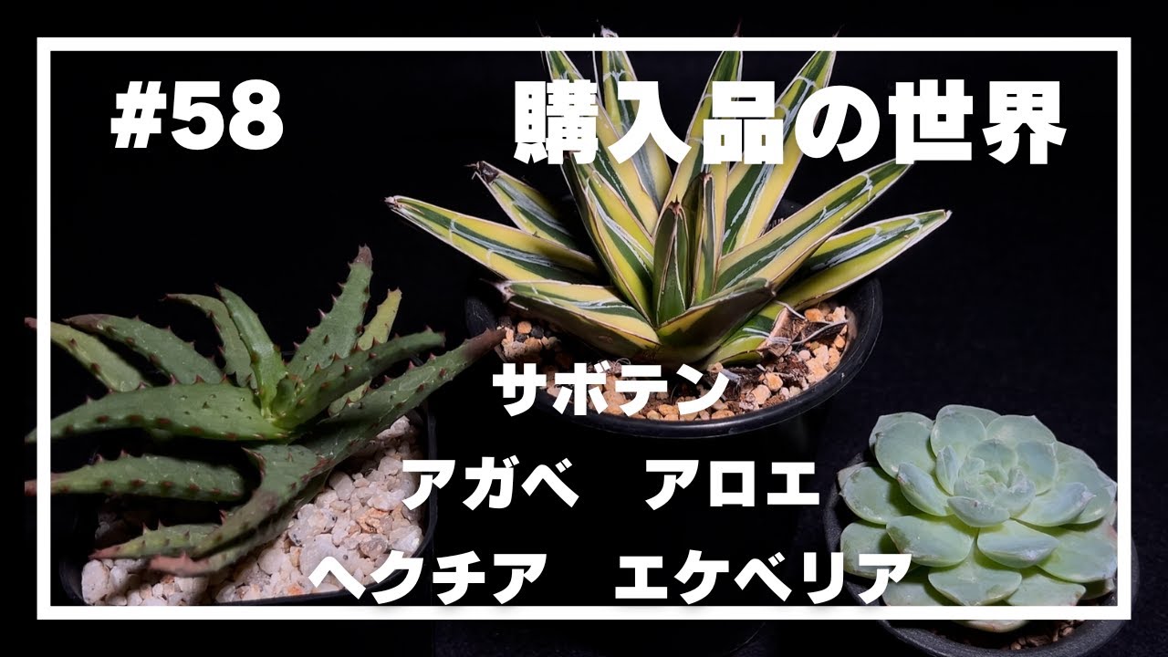 【購入品紹介】#58 _購入品の世界／残暑10月に購入した植物の紹介