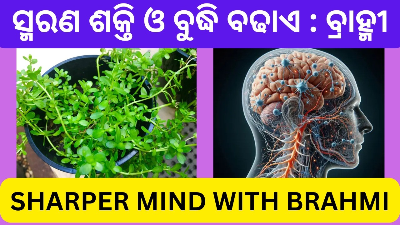 ସ୍ମରଣ ଶକ୍ତି ଓ ବୁଦ୍ଧି ବଢ଼ାଏ : ବ୍ରାହ୍ମୀ || Brahmi : Natural Brain Tonic || Bacopa monnieri