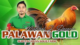 FARM VISIT: PALAWAN GOLD GF of Mr. MIKE DECENA screenshot 4