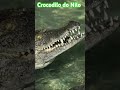 Você já conheciam o crocodilo do Nilo ? #zoologia #crocodilos @ACasaDosBichos #animais #repteis 🐊