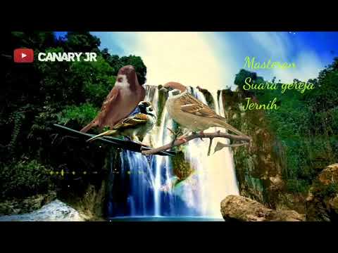 SUARA GREJA TARUNG GACOR PANJANG+TERAPI AIR MENGALIR