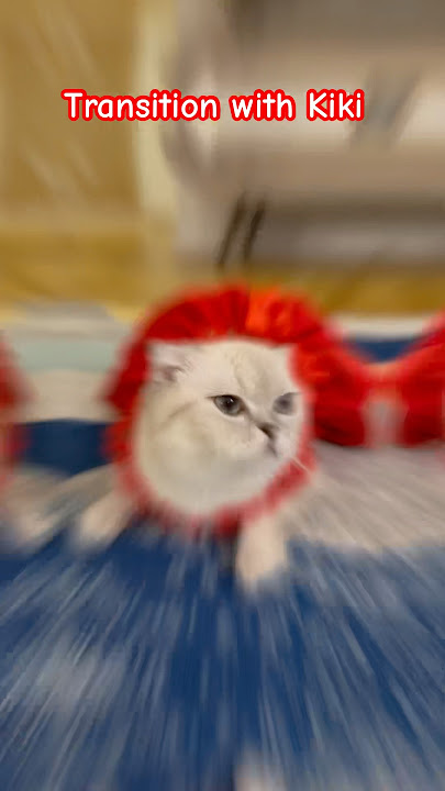 Transition with Kiki 😍#kikicutekitty #transition #grwm #scottishfold #dressup #catdress #outfit