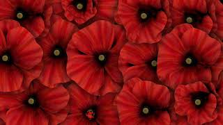 flower free vj loops