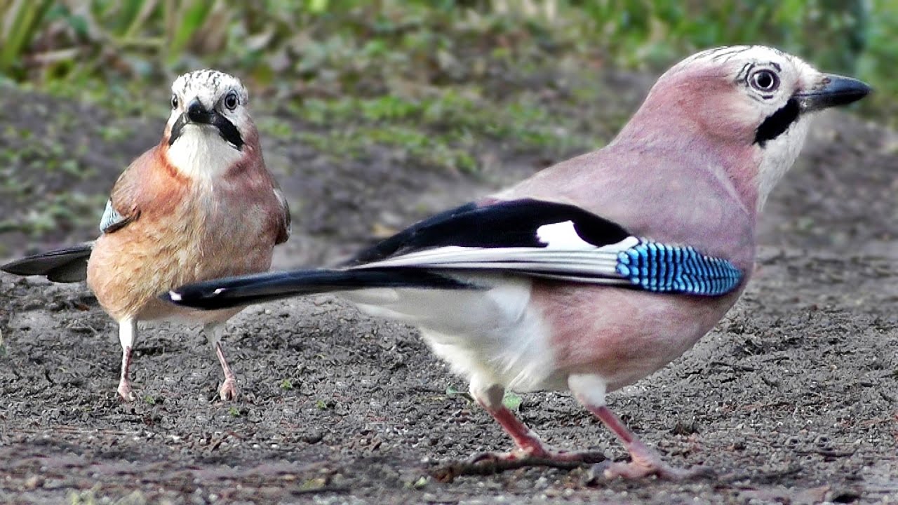 Videos of Birds for Cats To Watch 