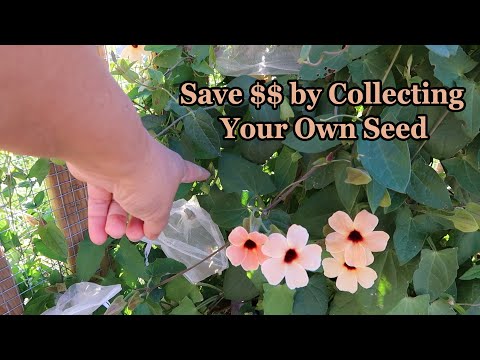 Saving Seed From Black-Eyed Susan Vines