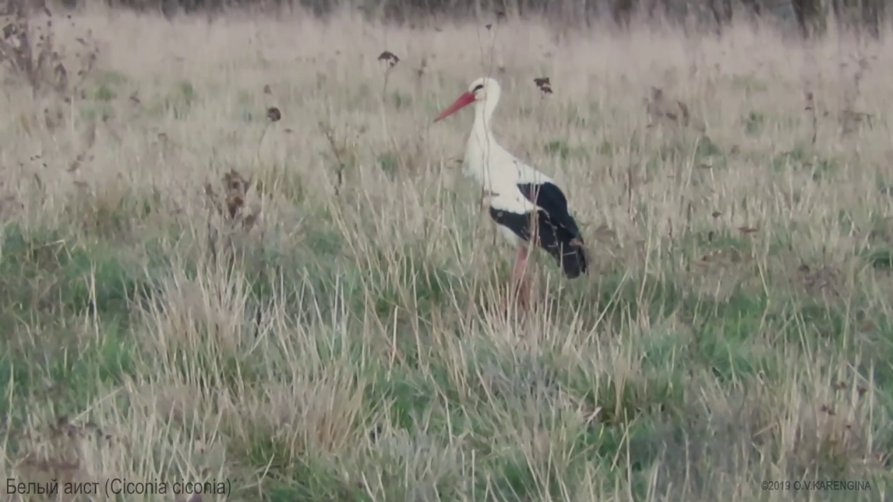 Белый аист - Ciconia ciconia - White stork