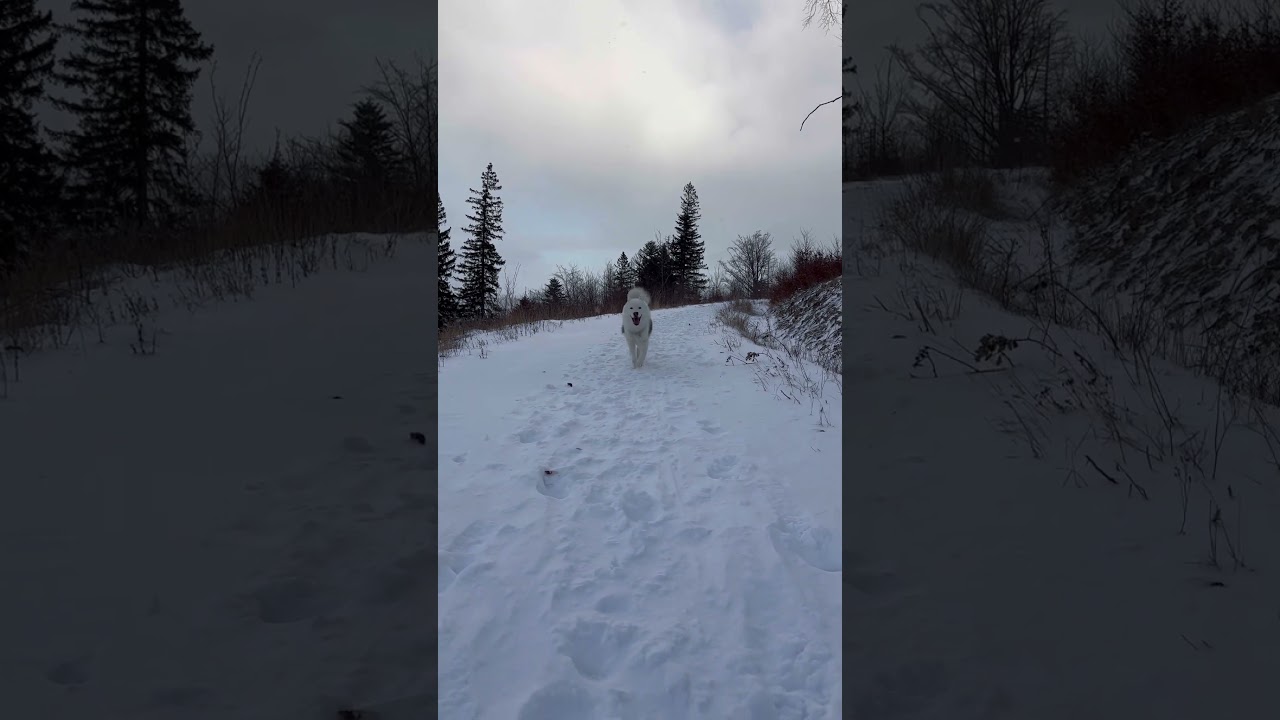 Yakutian Laika happily running to his owner in snow 