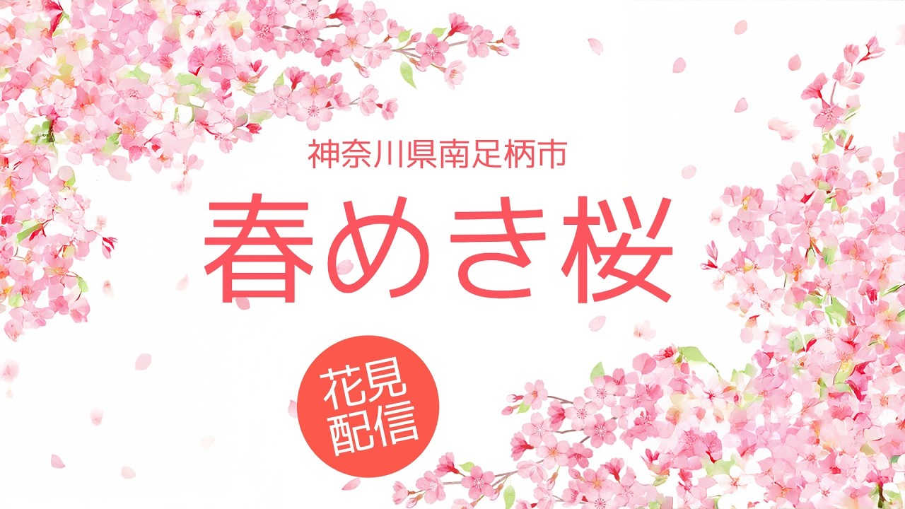 春めき桜 Harumeki Sakura 2026 Early-blooming cherry blossoms in