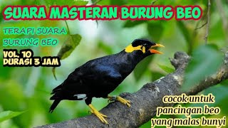 Suara Masteran Burung Beo Durasi 3 Jam, Cocok Untuk Beo Malas Bunyi, Beo Belajar Sampai Gacor