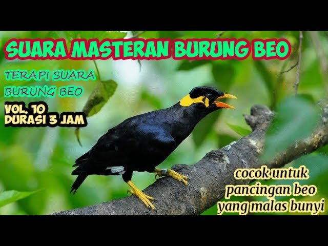 Suara Masteran Burung Beo Durasi 3 Jam, Cocok Untuk Beo Malas Bunyi, Beo Belajar Sampai Gacor class=