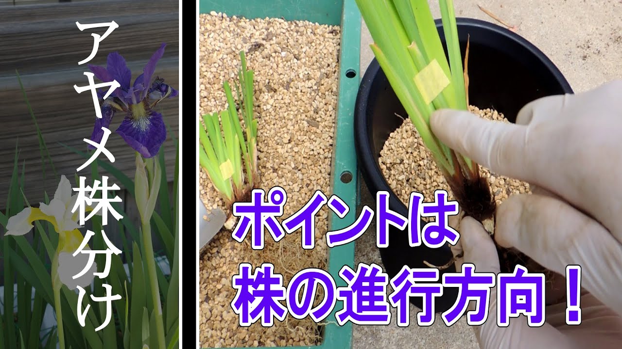 花菖蒲 (ショウブ)の育て方・日常管理 株分けPart2 - YouTube