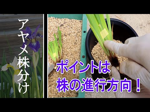 アヤメの株分けと植え替え Youtube