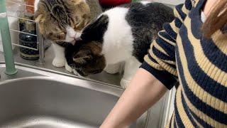 どうしても洗い物が気になって見に来てしまう親子猫