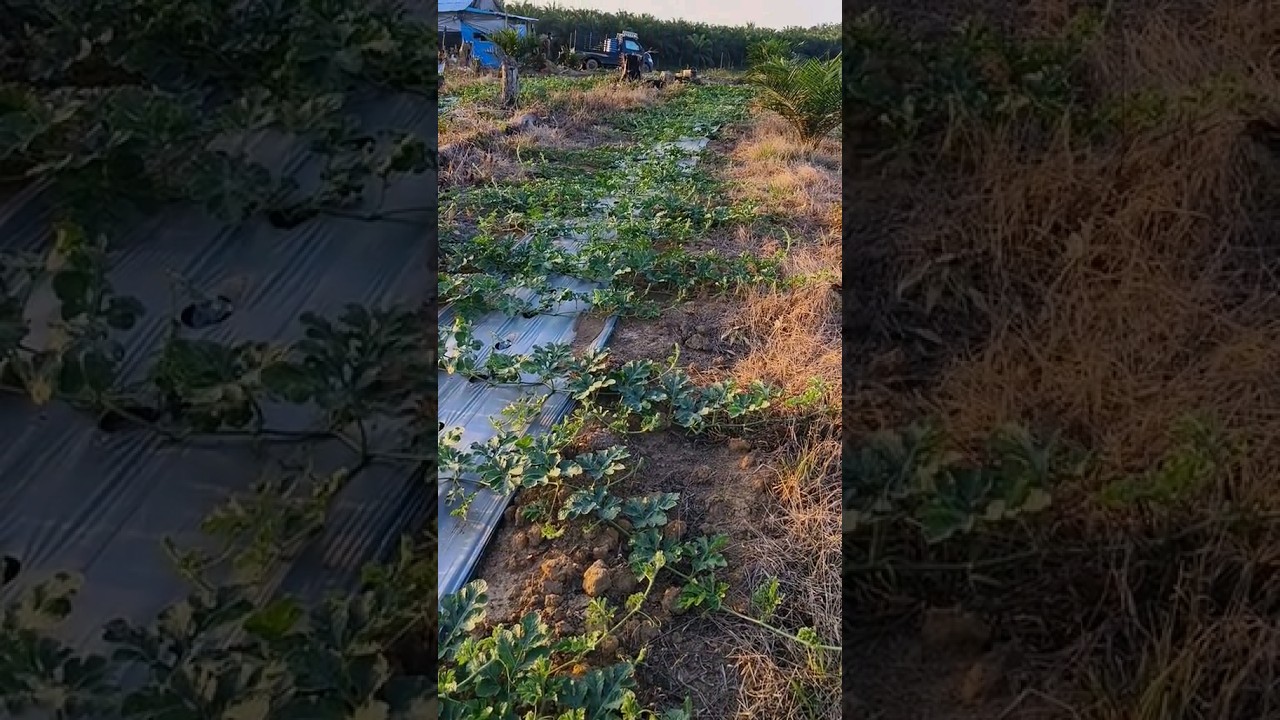 Капельный полив 🌱💦🍉