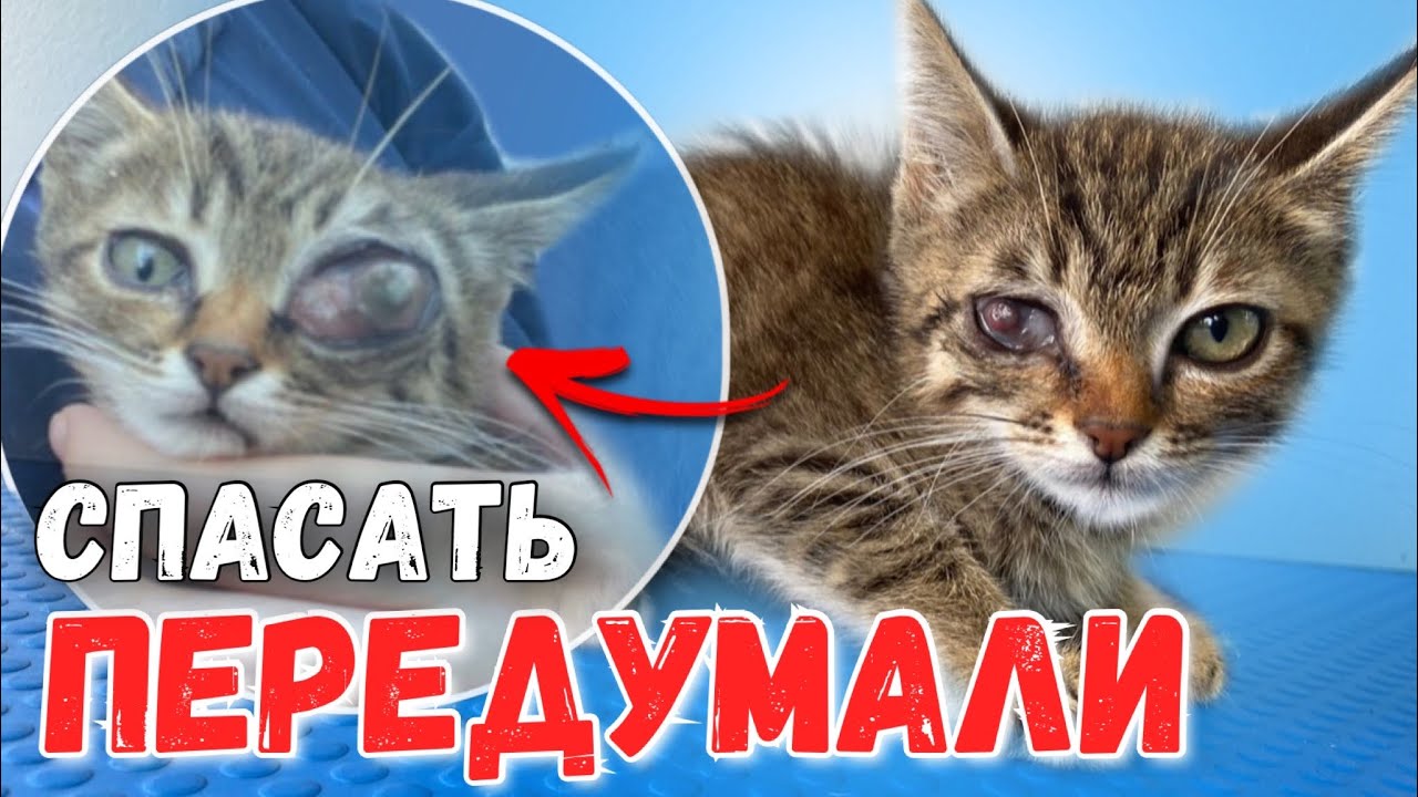 Котёнка с выпавшим глазиком хотели спасти, но передумали ?? - YouTube